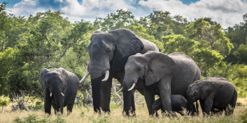 Elephants, Kruger National Park, South Africa