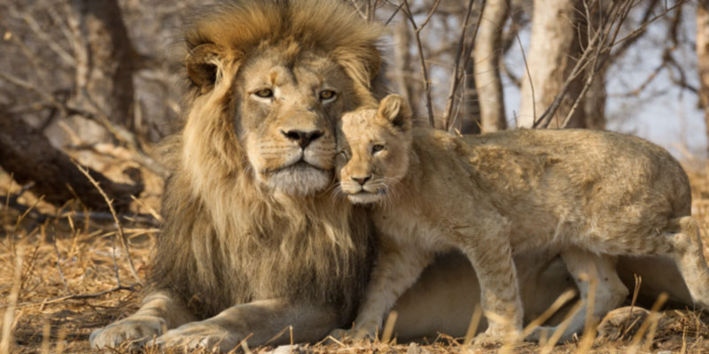 Lions, Kruger National Park, South Africa