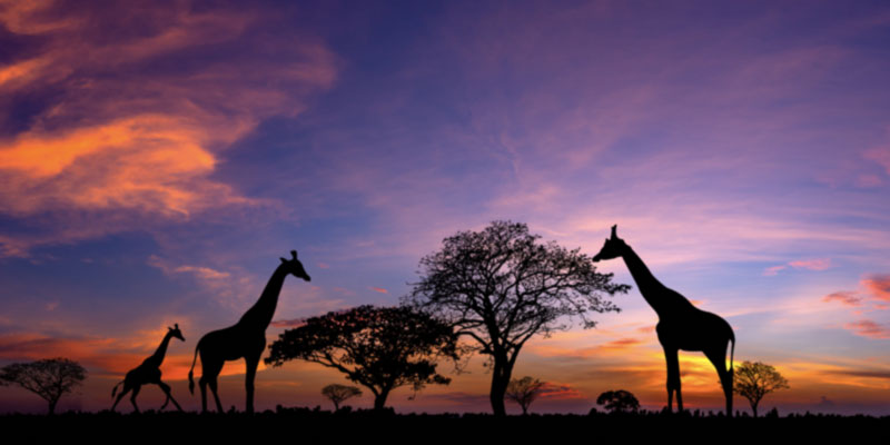 Savannah, South Africa