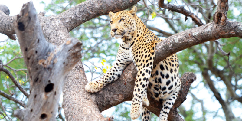 Leopard, Kruger National Park, South Africa