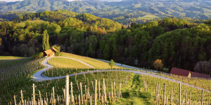 Maribor Wine Country