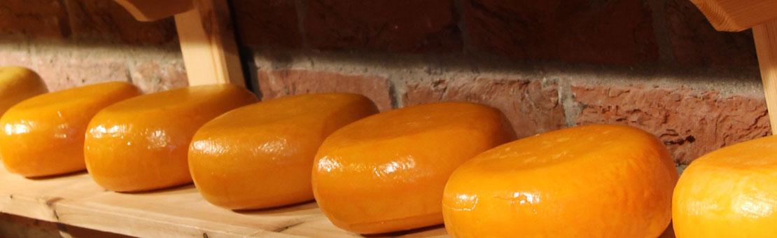 Dutch Cheese