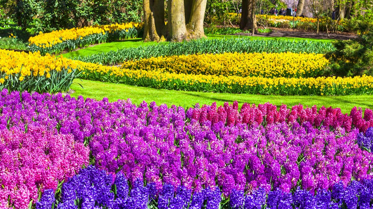 Keukenhof Tulip Gardens