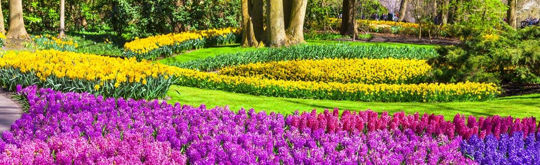 Amsterdam Keukenhof Gardens