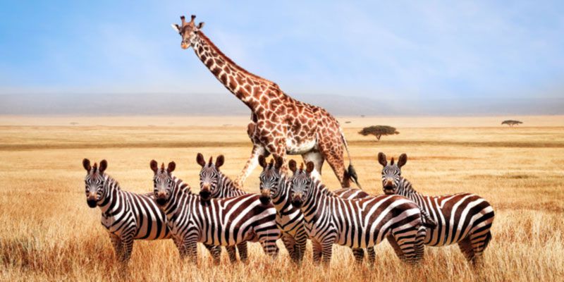 Zebras, Kruger National Park, South Africa