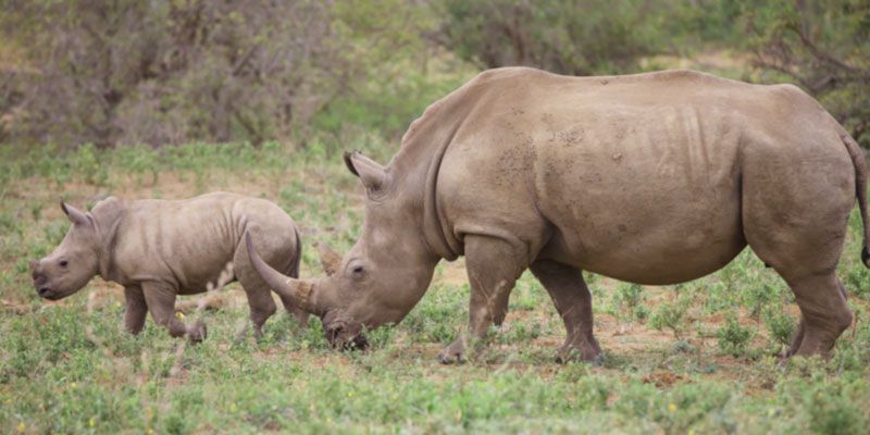 Rhino, , Kruger National Park, South Africa