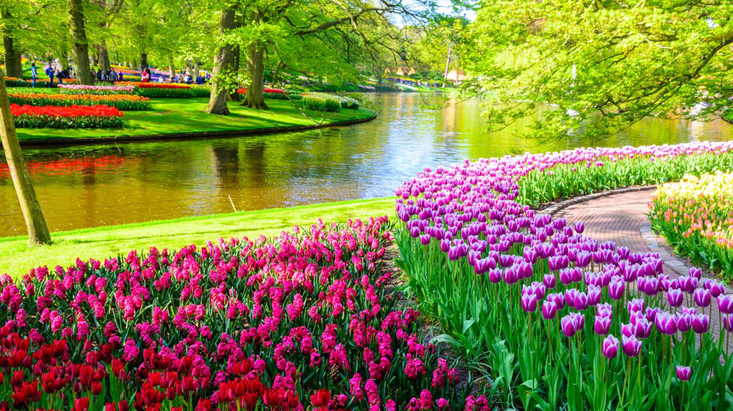 Holland tulips