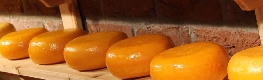 Dutch Cheese