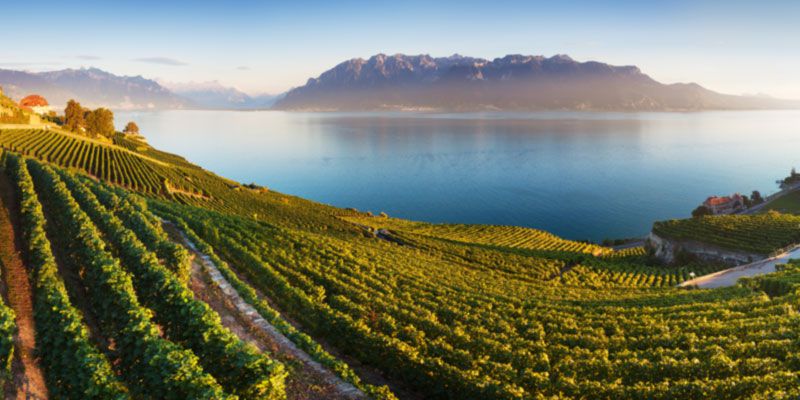 Swiss Rivera and the vineyards 