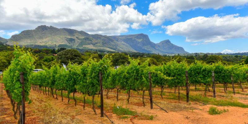 Stellenbosch Wine Region, South Africa