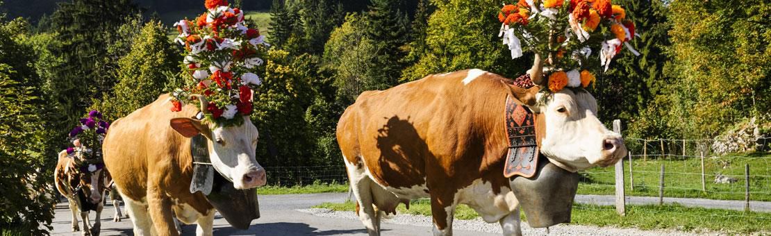 Swiss Dairy Cows