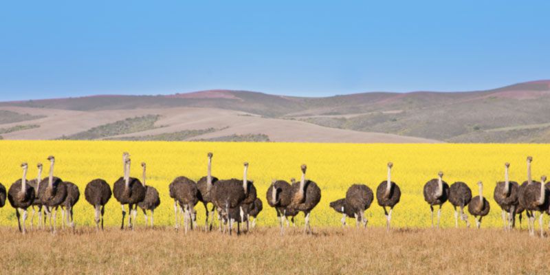 Ostrich Farm, South Africa